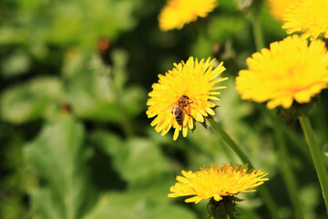 Bee on a dandelion flower, close-up. Yellow dandelion flowers in a clearing, pollination of flowers by insects. Natural spring background with bright flowers, selective focus. Dandelion close up