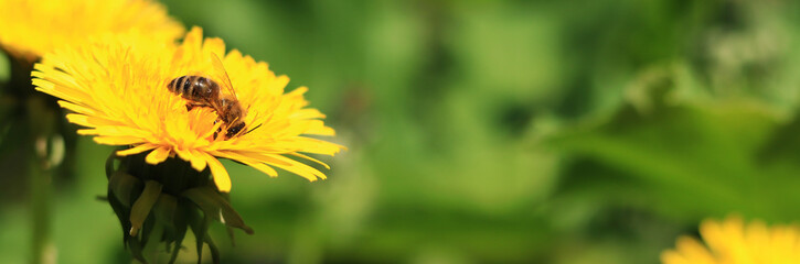 Bee on a dandelion flower, close-up. Yellow dandelion flowers in a clearing, pollination of flowers...