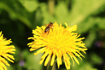 Bee on a dandelion flower, close-up. Yellow dandelion flowers in a clearing, pollination of flowers by insects. Natural spring background with bright flowers, selective focus. Dandelion close up