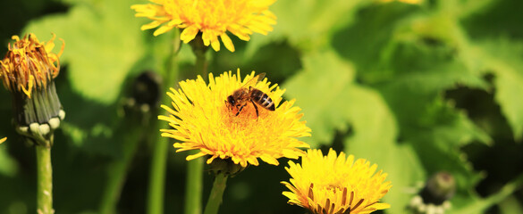 Bee on a dandelion flower, close-up. Yellow dandelion flowers in a clearing, pollination of flowers...