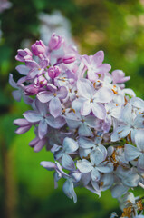 lilac branch