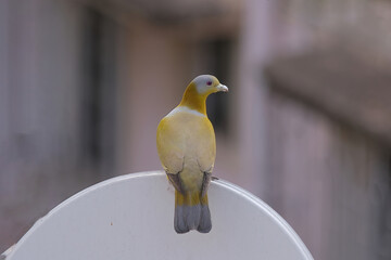 Yellow-footed green pigeon
