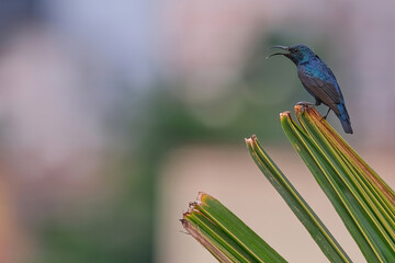 Purple sunbird