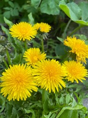 yellow dandelion flowers