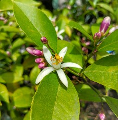 lemon tree flower