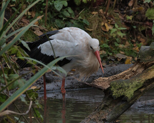 White Stork (Ciconia ciconia)