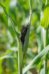 Black ear head infects tassels, ears of the maize by fingus. Head smut of maize caused by the fungus Sphacelotheca reiliana.