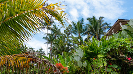Fototapeta na wymiar BALI APRIL 2024 - Beautiful landscape with green rice terraces near Tegallalang village, Bali, Indonesia