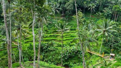 BALI APRIL 2024 - Beautiful landscape with green rice terraces near Tegallalang village, Bali, Indonesia