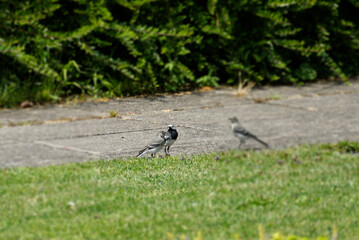 White wagtail (Motacilla alba) sitting on a stone path in Zurich, Switzerland