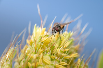 Close up photo of fly insect on the sorghum jowar panicle. Blue sky background and selective focus used.