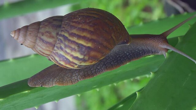 A snail is moving on an Aloe Vera leaf, close-up