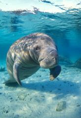 Portrait of a Manatee at Three Sisters Springs in Crystal River,Florida
