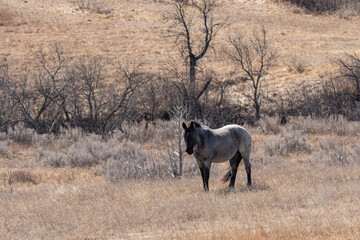 White Wild Horse in Theodore Roosevelt National Park in Spring 