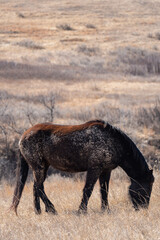 Brown Wild Horse Grazing in Theodore Roosevelt National Park in Spring  - obrazy, fototapety, plakaty