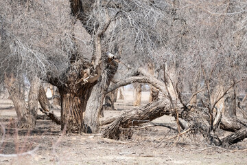 Old Turanga, one of the relict Desert Poplar trees in Kazakhstan; Not far from the village of Zheltorangi there is a whole grove of these trees listed in the Red Book. - obrazy, fototapety, plakaty