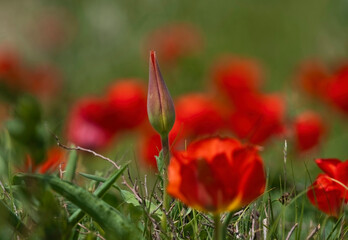 Greig's unique tulip, Túlipa gréigii, grows in the deserts, steppes and mountains of the Tien Shan in Kazakhstan.