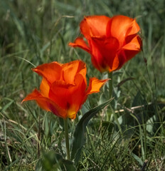 Greig's unique Red Tulip, T?lipa gr?igii, grows in the deserts, steppes and mountains of the Tien Shan in Kazakhstan.