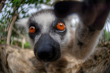 Fototapeta premium A portrait of a Lemur taking self photo
