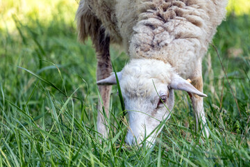 sheep in a meadow