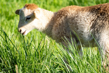 Sheep lamb in the grass