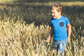 Little 6 years old boy walking and playing in a wheat field on a summer day at sunset