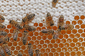Bienen auf teilweise verdeckelter Honigwabe