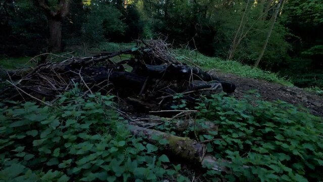 walking dogs through woodland Europe UK