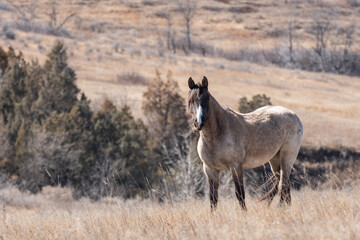 White Wild Horse in Theodore Roosevelt National Park in Spring 