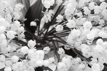 Beautiful lily of the valley bouquet, monochrome. Lily of the valley closeup, black and white. Wild...