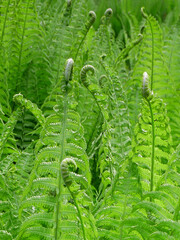 Green spring ferns.