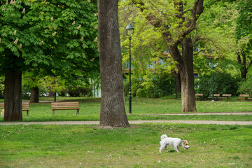 A small Jack Russell Terrier dog is walking in a city park. The dog is exploring the green lawn against the background of lush trees, comfortable benches and a classic lantern. Warm spring atmosphere.