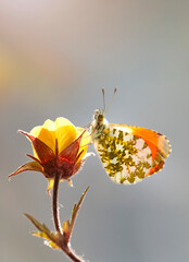 Wiosenny motyl Zorzynek Rzeżuchowiec - Anthocharis cardamines