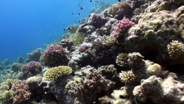 A coral reef with a variety of colorful fish swimming around. The reef is teeming with life and the water is crystal clear. The underwater world of the Red Sea.