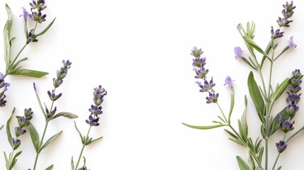 Fresh Lavender Blooms on White Background Generative AI