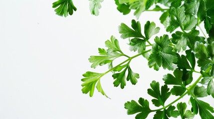Fresh Parsley Leaves on White Background Generative AI