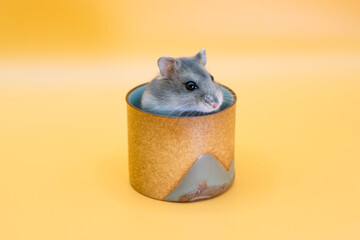 A very cute little hamster
