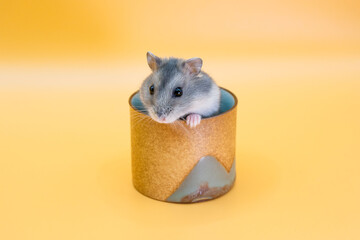 A very cute little hamster
