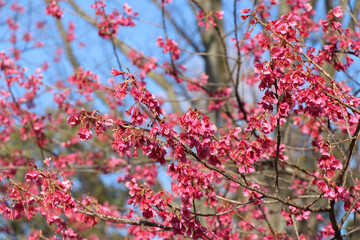 Cherry blossoms in Japan. Spring background