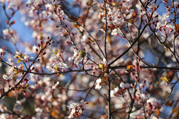 Sakura blossoms in Japan. Spring background