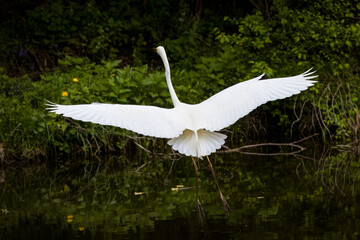 A great egret (a type of large white heron) is flying across a river, from one river bank to the opposite bank. The egret is flying with its wings spread out.	