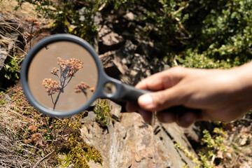 Lovely closeup of magnifying glass showing up close and magnified details of a small plant in the...