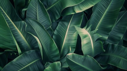 Close-up of abundant green foliage