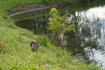 Nutria grazing in the grass by the pond. He is an adult.