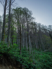 a beautifull day into jungle