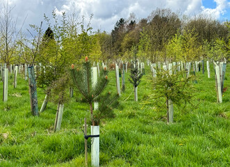 Tranquil colors envelop young trees in a lush green field beneath a partly cloudy sky. These saplings, are aiming  to rejuvenate the woodland in Crag Nook, Sutton-in-Craven