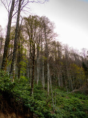 a beautifull day into jungle