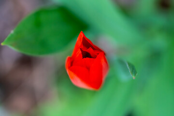 Close-up of a red tulip