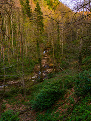 a beautifull day into jungle