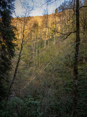 Fototapeta premium a beautifull day into jungle